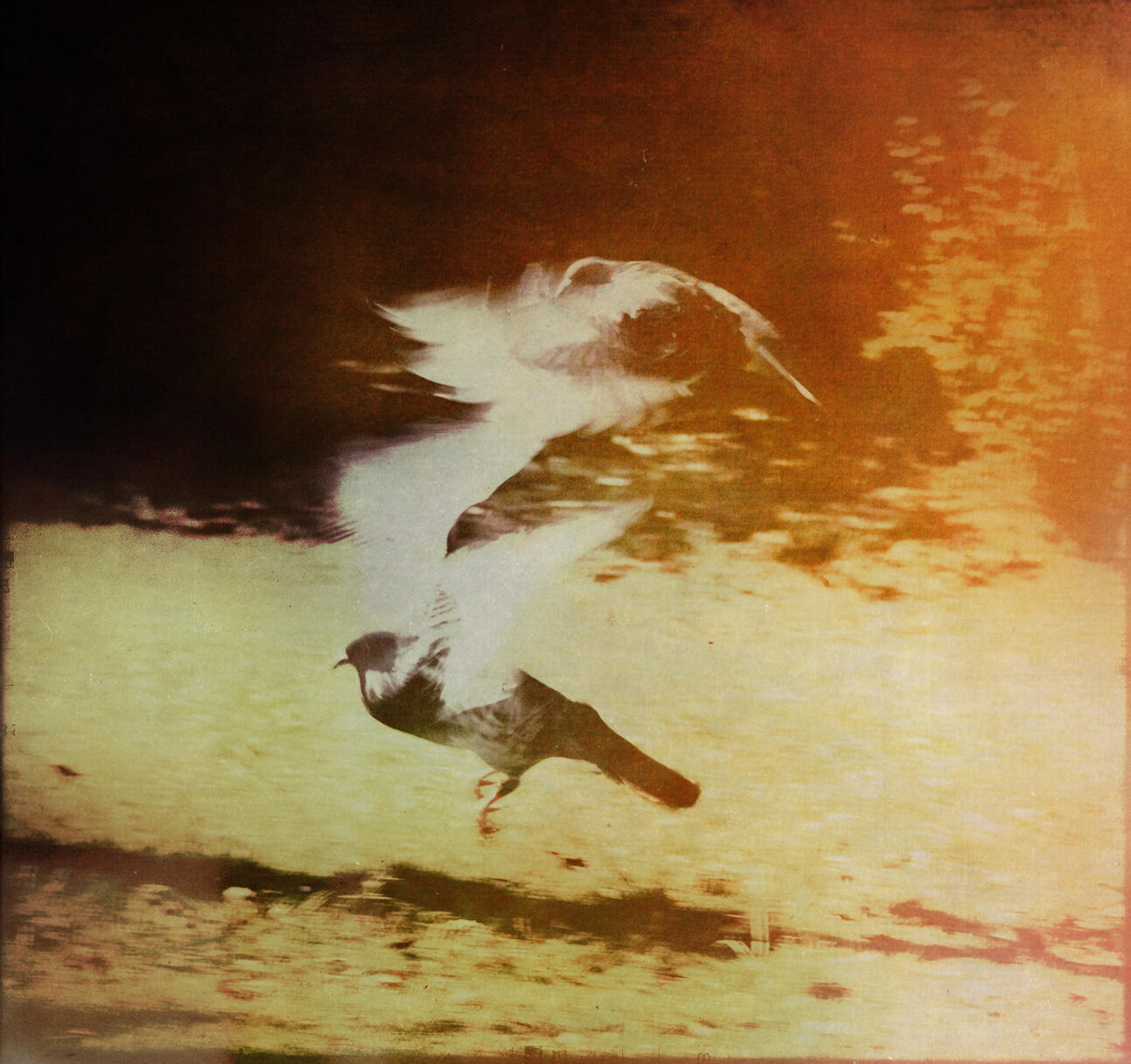 s/t fotografía digital para disco &quot;La Caminante&quot; Florencia Lira, 2015